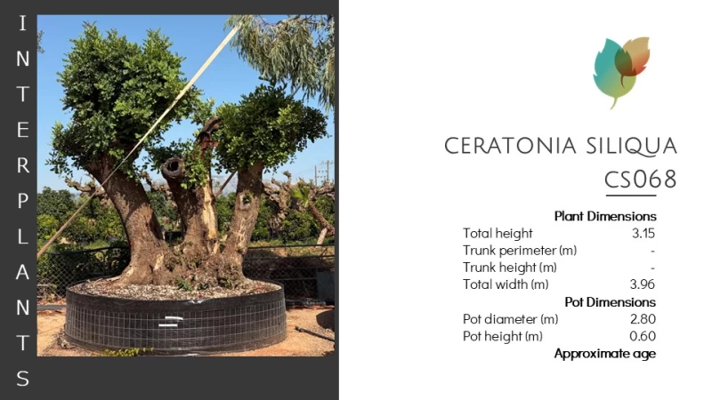 Ceratonia-siliqua-CS068 (Image 2)
