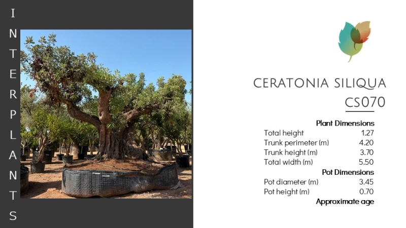 Ceratonia-siliqua-CS070 (Image 2)