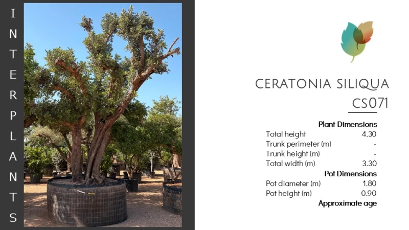 Ceratonia-siliqua-CS071 (Image 2)