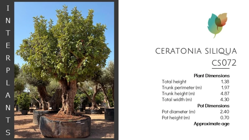 Ceratonia-siliqua-CS072 (Image 2)