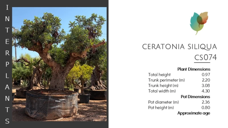 Ceratonia-siliqua-CS074 (Image 2)
