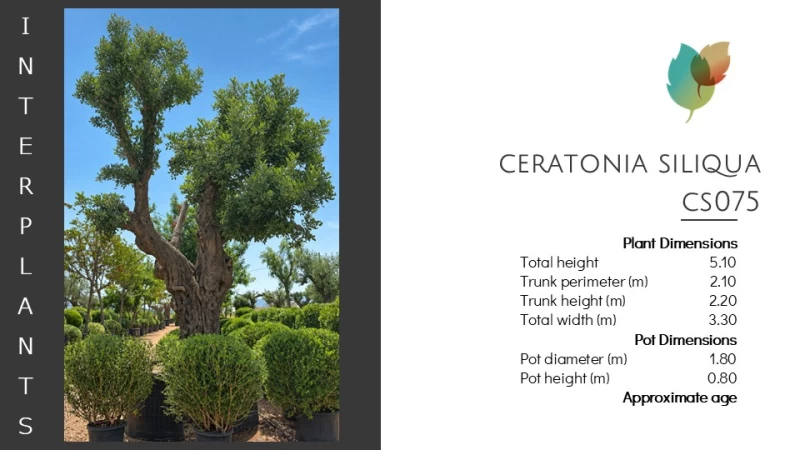 Ceratonia-siliqua-CS075 (Image 2)