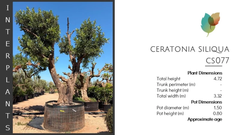 Ceratonia-siliqua-CS077 (Image 2)