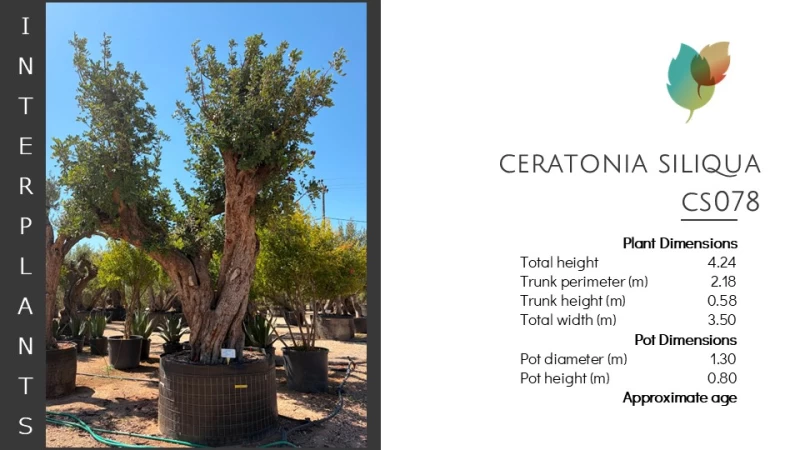Ceratonia-siliqua-CS078 (Image 2)