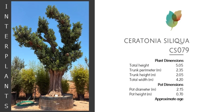 Ceratonia-siliqua-CS079 (Image 2)
