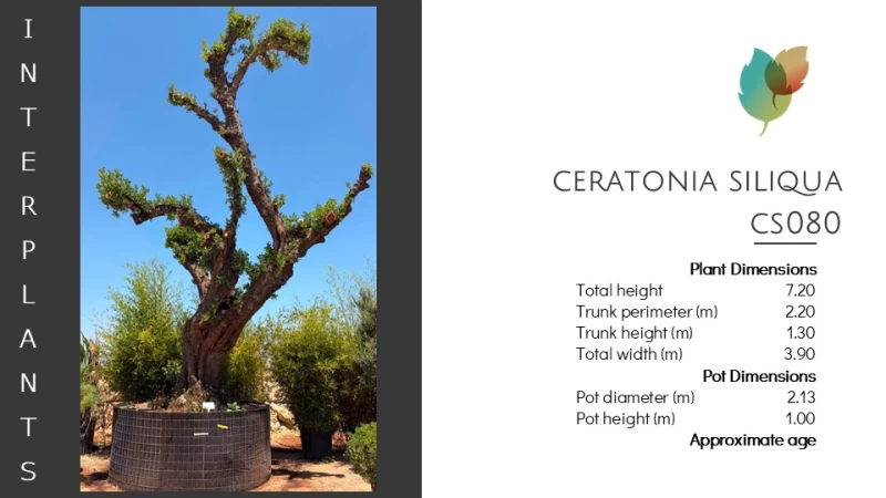 Ceratonia-siliqua-CS080 (Image 2)