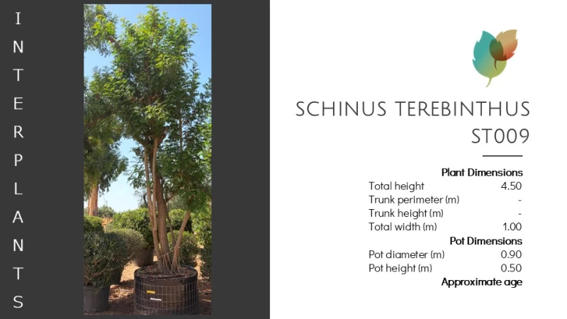 Schinus terebinthifolius | ST009 (Image 2)