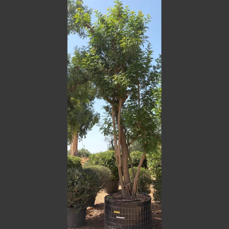 Schinus terebinthifolius | ST009 (Image 1)