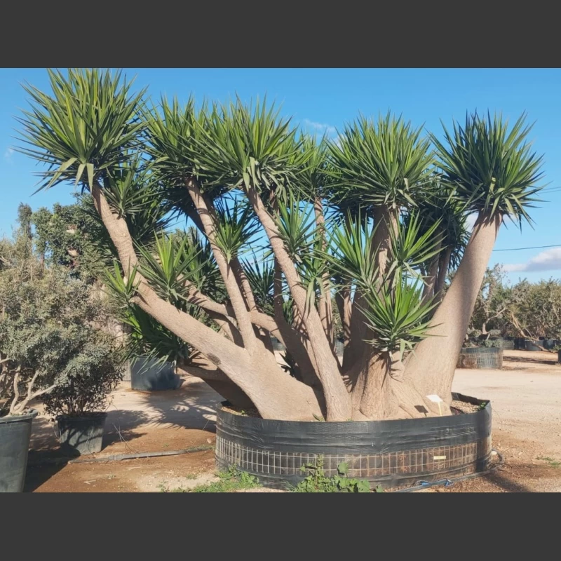 Yucca elephantipes | YE001