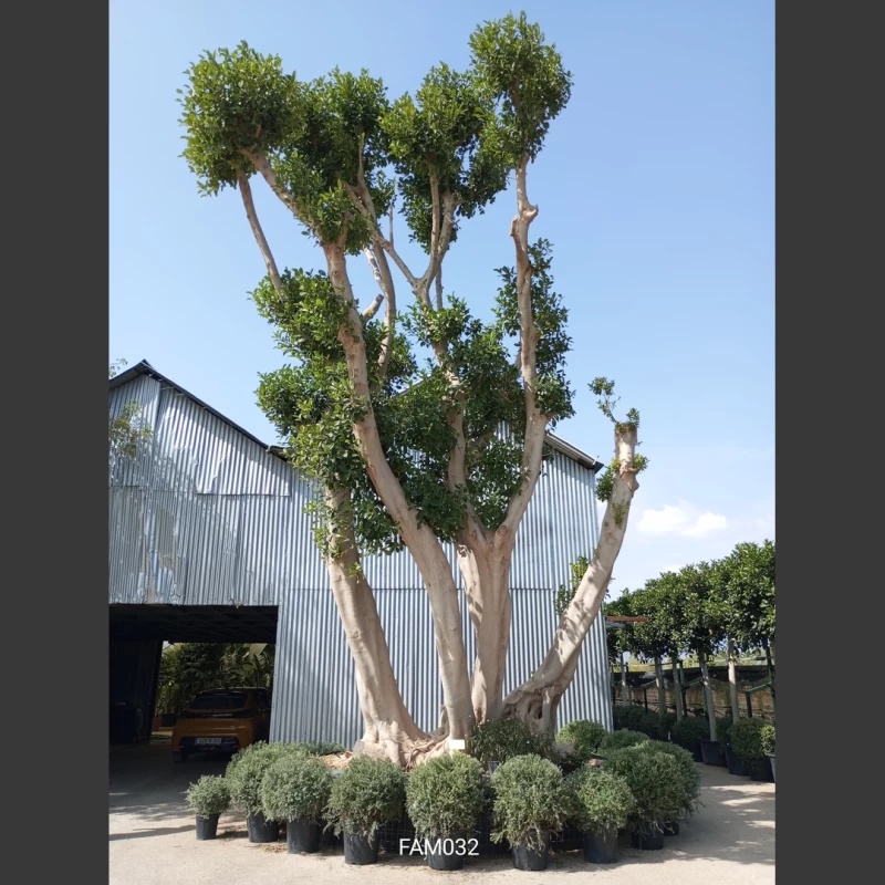 Ficus australis | FAM032
