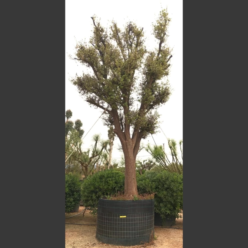 Quercus coccifera | QC015