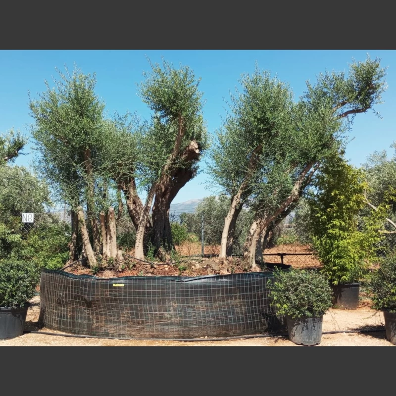 Olea europaea & Pistacia lentiscus | OP008
