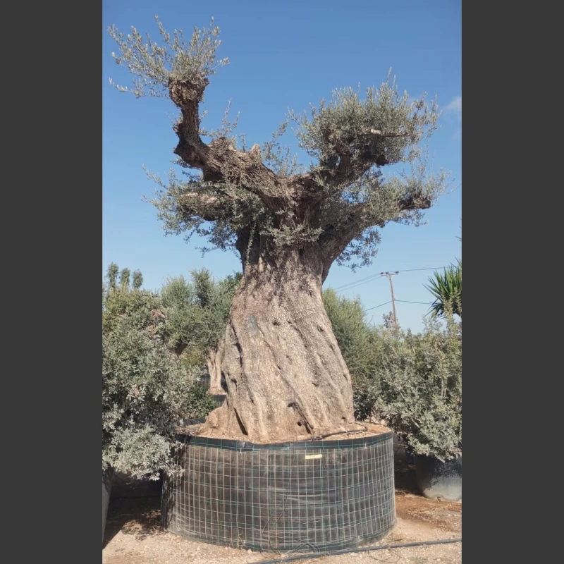 Olea europaea | OE211