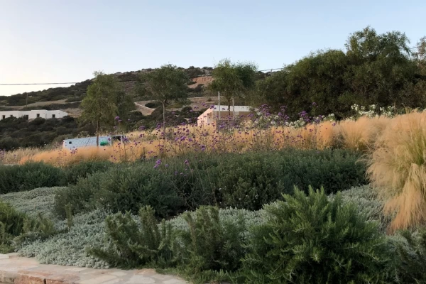 Mediterranean Shrubs: Resilience & Diversity