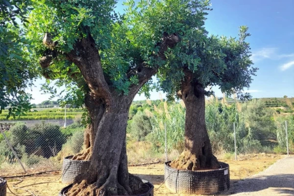 Carob Tree | Ceratonia siliqua: A Symbolic Tree of the Mediterranean