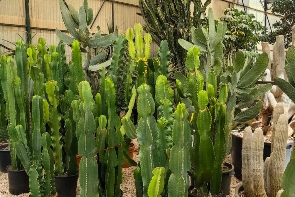 Cacti and Succulents: Plants that Combine Style and Resilience