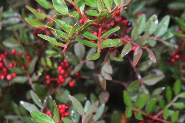 Mastic Tree and Tamarisk: Two Plants that Embody Mediterranean Nature in Landscaping