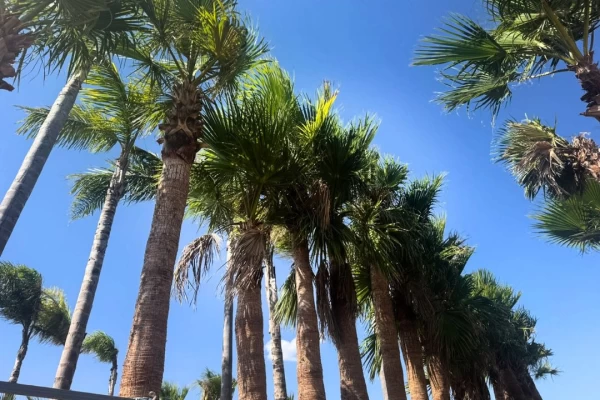 Palms in the Mediterranean Garden