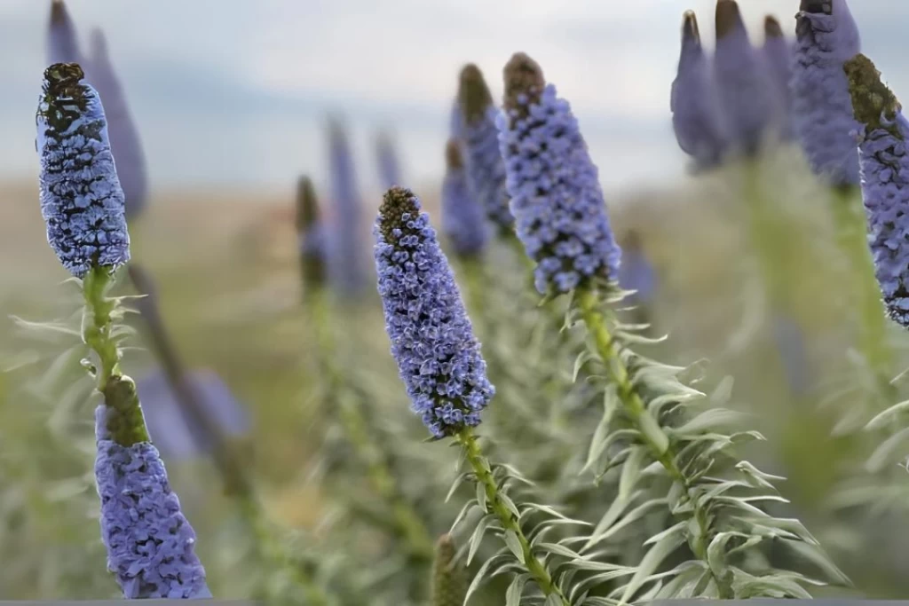 Εκπληκτική Ομορφιά στον Κήπο: Echium Candicans 