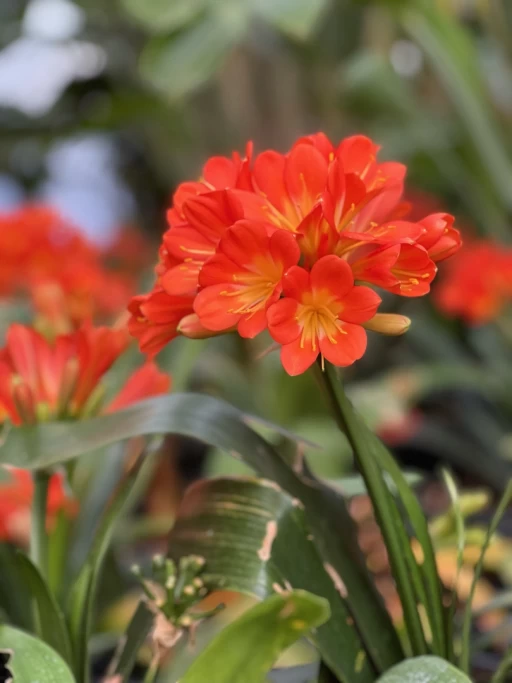 Εξερευνώντας την ομορφιά της Clivia miniata: Μια εξωτική προσθήκη στον κήπο σας